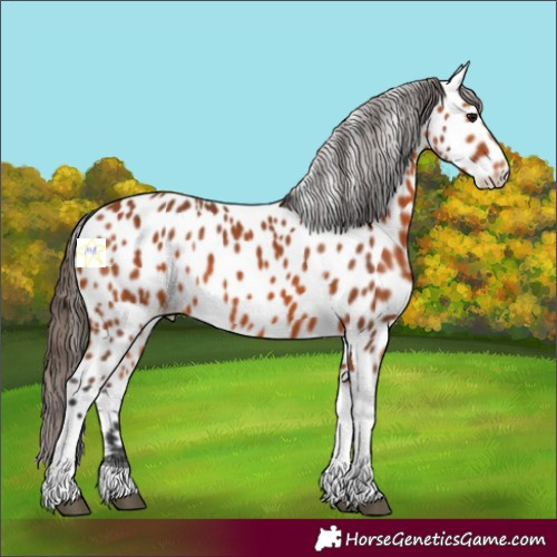 Horse Color:Bay Tobiano Appaloosa 