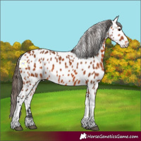 Horse Color:Bay Tobiano Appaloosa 