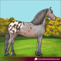 Horse Color:Bay Appaloosa
