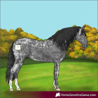 Horse Color:Black Ice 