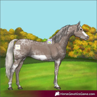 Horse Color:Silver Black Ice Frame 