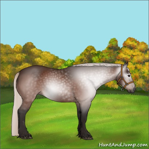 Horse Color:Gray Silver Bay