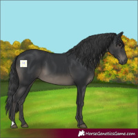 Horse Color:Black 