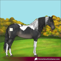 Horse Color:Black Tobiano 