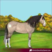 Horse Color:Brown Dun Splash Rabicano 