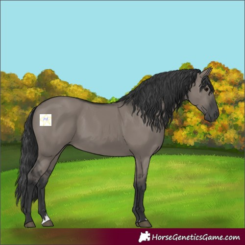 Horse Color:Grullo Rabicano 