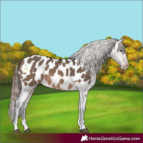 Horse Color:Brown Dun Appaloosa 