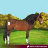 Horse Color:Bay 