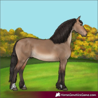 Horse Color:Brown Dun 