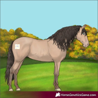 Horse Color:Amber Champagne 