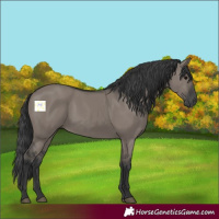 Horse Color:Grullo 