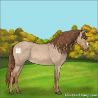 Horse Color:Red Dun Roan 