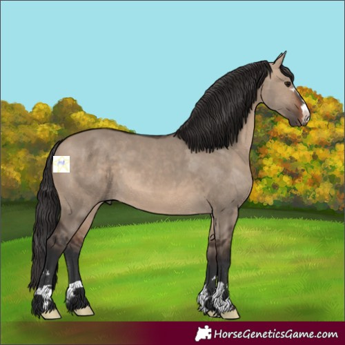 Horse Color:Brown Dun 