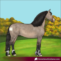 Horse Color:Brown Dun 