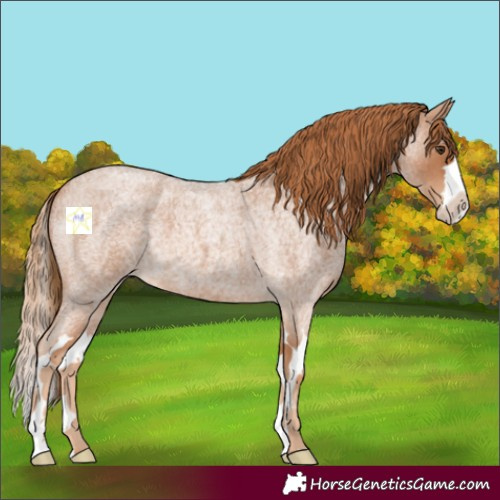Horse Color:Red Roan Splash 