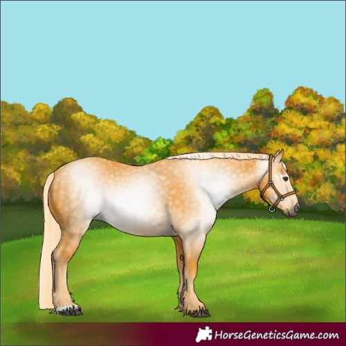 Horse Color:Unknown 