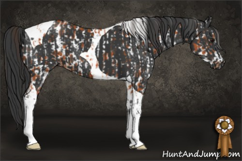 Horse Color:Bay Appaloosa  and Black Tobiano 