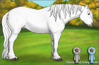 Horse Color:Gray Silver Bay Appaloosa 