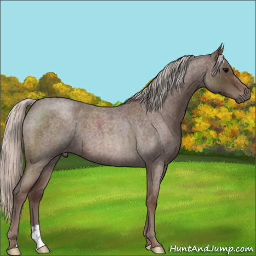 Horse Color:Silver Blue Roan 