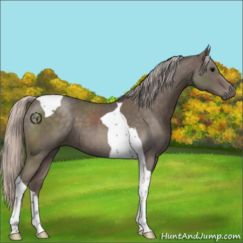 Horse Color:Silver Blue Roan Tobiano 