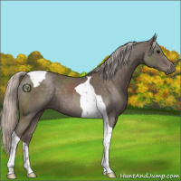 Horse Color:Silver Blue Roan Tobiano 