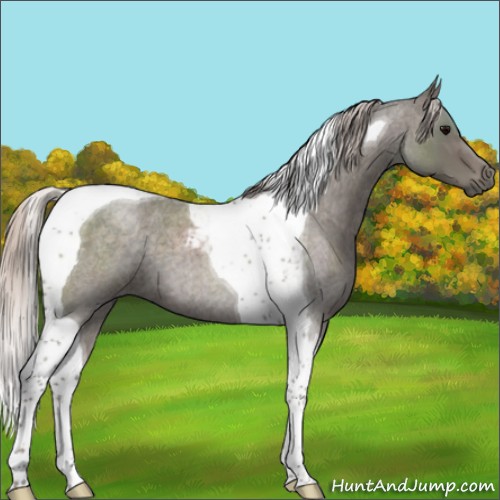 Horse Color:Silver Blue Roan Tobiano 