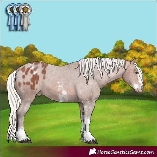 Horse Color:Silver Brown Sabino Appaloosa 