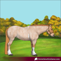 Horse Color:Red Roan Tobiano 