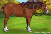 Horse Color:Bay Sabino 