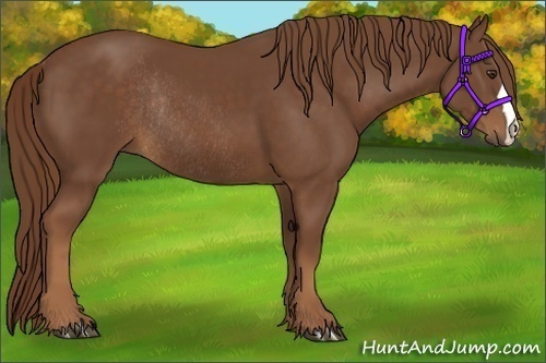 Horse Color:Chestnut Rabicano 