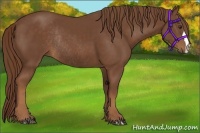 Horse Color:Chestnut Rabicano 