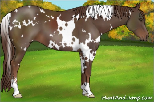 Horse Color:White Spotted Liver Chestnut Sabino 