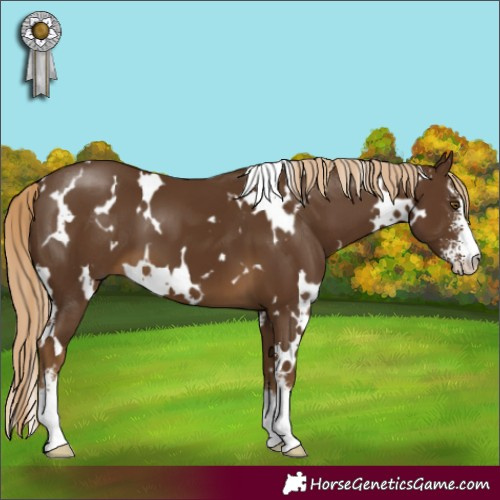 Horse Color:White Spotted Chocolate Palomino Sabino