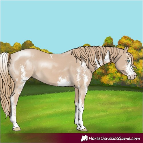 Horse Color:Smoky Creme Sabino 