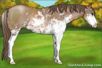 Horse Color:Black Pearl Sabino 