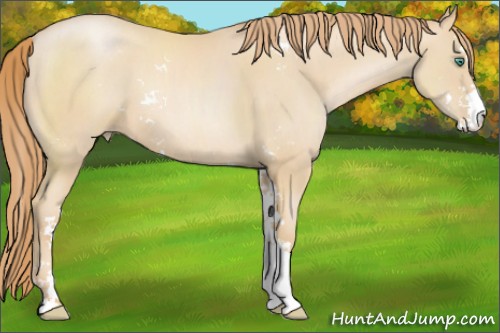 Horse Color:Smoky Black Pearl Sabino 