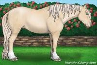Horse Color:Palomino Pearl 