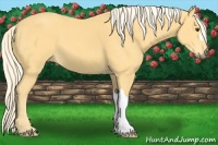 Horse Color:Palomino 