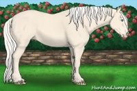 Horse Color:Cremello 