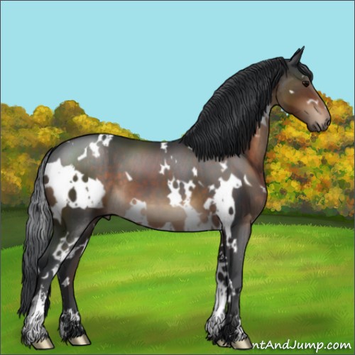 Horse Color:White Spotted Brown Sabino 