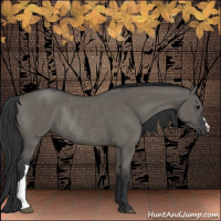 Horse Color:Grullo Rabicano 