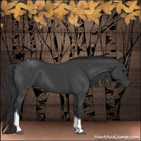 Horse Color:Black Tobiano 
