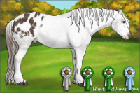 Horse Color:Liver Chestnut Sabino Appaloosa 