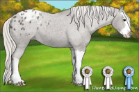 Horse Color:Silver Black Sabino Splash Appaloosa