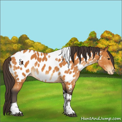 Horse Color:Buckskin Tobiano Appaloosa
