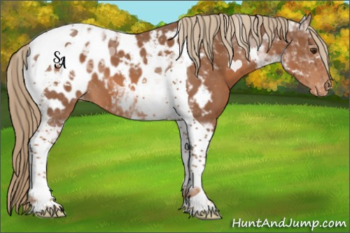 Horse Color:Chestnut Tobiano Appaloosa