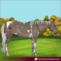Horse Color:Silver Black Tobiano 