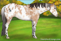 Horse Color:White Spotted Bay Dun Tobiano Appaloosa 