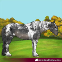 Horse Color:Black Tobiano 
