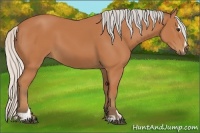Horse Color:Silver Bay Sabino
